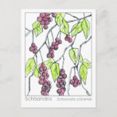 Schisandra Herb Materia Medica Cards Kräuterstudie Postkarte (Vorderseite)
