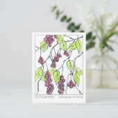 Schisandra Herb Materia Medica Cards Kräuterstudie Postkarte (Stehend Vorderseite)