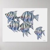 Schissortail Sergeant Poster (Vorne)