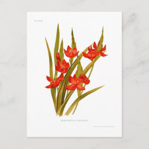 Schizostylis coccinea (Kaffir lily) Postkarte