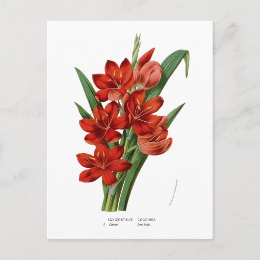 Schizostylis coccinea (Kaffir Lily) Postkarte (Vorderseite)