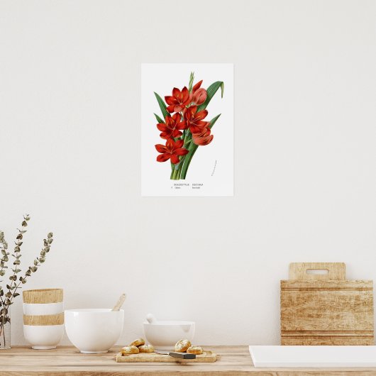 Schizostylis coccinea poster (Küche)