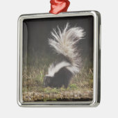 Schkunk, Mephitis mephitis Ornament Aus Metall (Links)