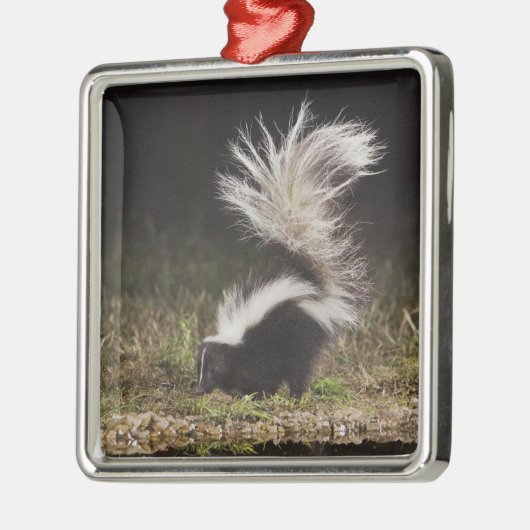 Schkunk, Mephitis mephitis Ornament Aus Metall (Links)