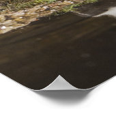 Schkunk, Mephitis mephitis Poster (Ecke)