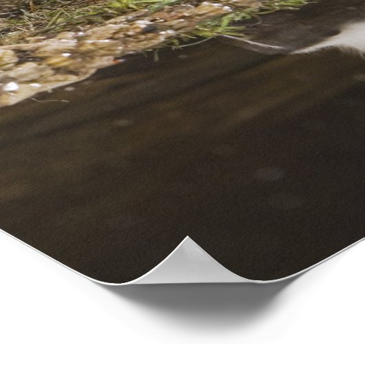 Schkunk, Mephitis mephitis Poster (Ecke)