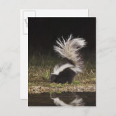 Schkunk, Mephitis mephitis Postkarte (Vorne/Hinten)
