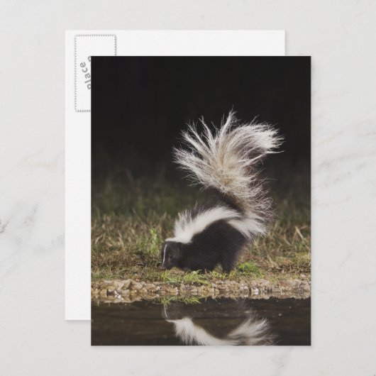 Schkunk, Mephitis mephitis Postkarte (Vorne/Hinten)