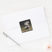 Schkunk, Mephitis mephitis Quadratischer Aufkleber (Umschlag)