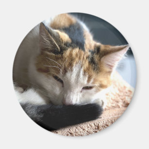 Schlacht Calico Magnet