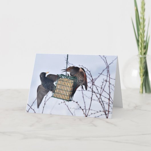 Schlacht zwischen Northern Flicker & Starling! Karte (Vorderseite)