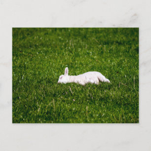 Schlachthof Postkarte