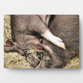 SCHLACHTSCHWEINE FOTOPLATTE (Vorderseite)