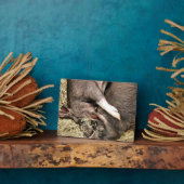 SCHLACHTSCHWEINE FOTOPLATTE (Seite)