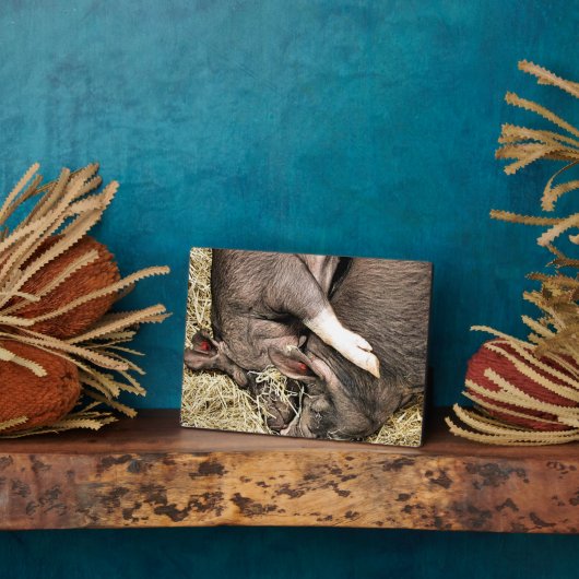 SCHLACHTSCHWEINE FOTOPLATTE (Seite)