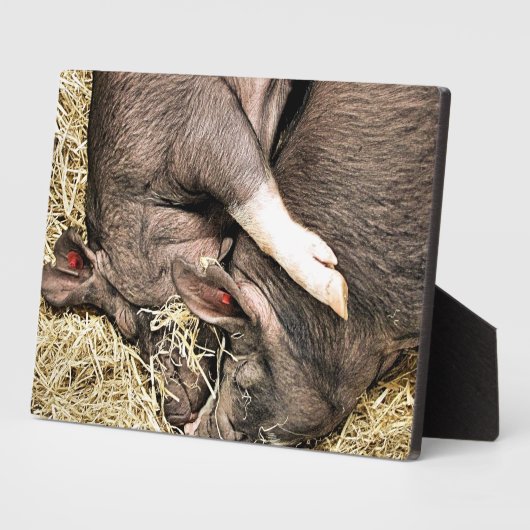 SCHLACHTSCHWEINE FOTOPLATTE (Seite)