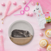 Schlachtung mit grauer Tabby Pappteller (Party)