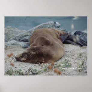 Schlaf am Felsen Poster