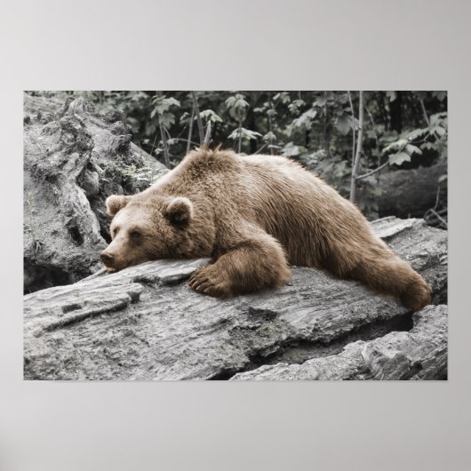 Schlaf Bär auf Log Rustikale Kabine Poster (Vorne)
