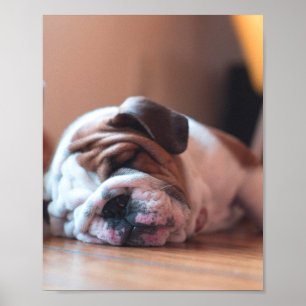 Schlaf-Bulldogge und Weiße Welpe Poster