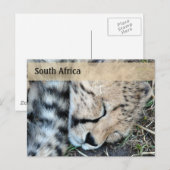 Schlaf Cheetah Cub Foto Postkarte (Vorne/Hinten)