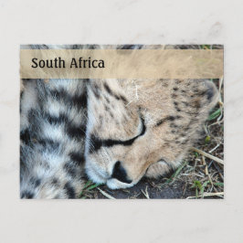 Schlaf Cheetah Cub Foto Postkarte