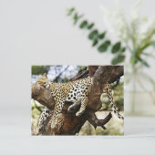 Schlaf Cheetah Postkarte (Stehend Vorderseite)