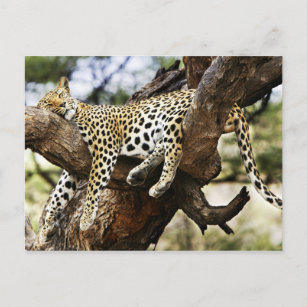 Junge Ansichtskarte: Geparden Kenia 3 -D Cheetah youngsters 