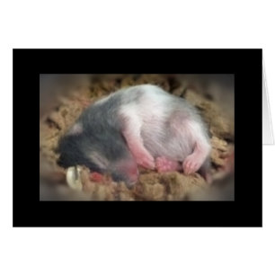 Schlafbaby Hamster