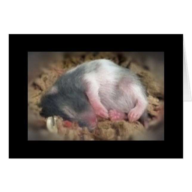 Schlafbaby Hamster (Vorderseite (Horizontal))
