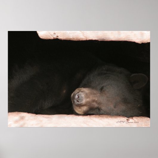 Schlafbär 2 poster (Vorne)