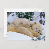 Schlafbär Postkarte (Vorne/Hinten)