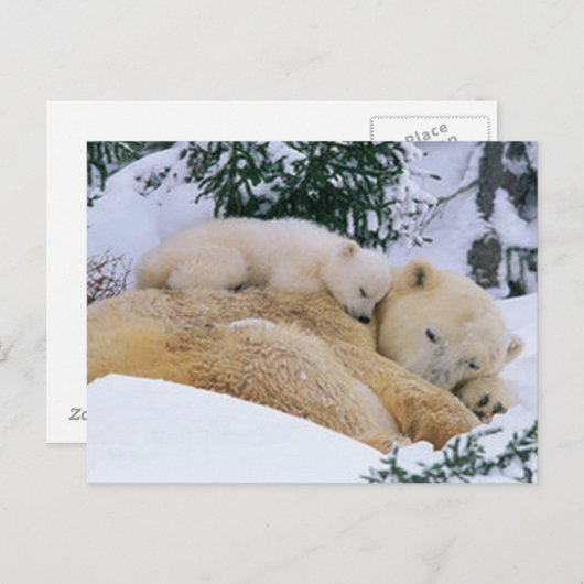 Schlafbär Postkarte (Vorne/Hinten)