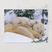 Schlafbär Postkarte (Vorderseite)
