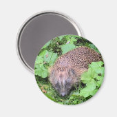 Schlafbehagen Magnet (Vorderseite/Rückseite)