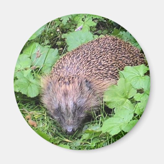 Schlafbehagen Magnet (Vorne)