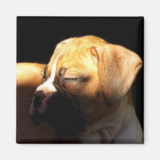 Schlafboxen Welpenmagnet Magnet (Vorne)