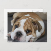 Schlafbulldog Postkarte (Vorne/Hinten)