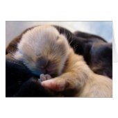 schlafen (Vorderseite (Horizontal))