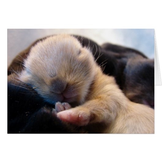 schlafen (Vorderseite (Horizontal))