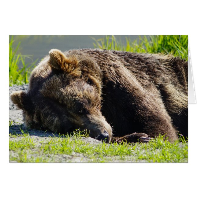 Schlafen Alaska Grizzly Bär (Vorderseite (Horizontal))