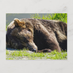 Schlafen Alaska Grizzly Bär Postkarte