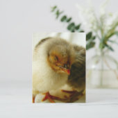 Schlafen bei der Arbeit Postkarte (Stehend Vorderseite)