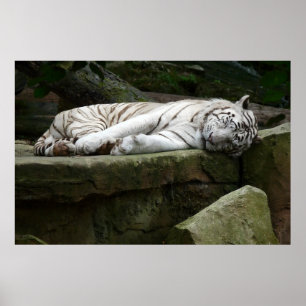 Schlafen Bengalische White Tiger Fotografie Poster