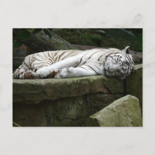 Schlafen Bengalische White Tiger Fotografie Postkarte