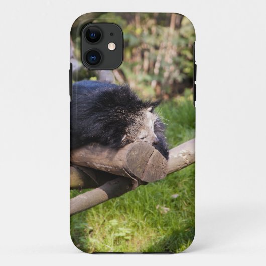 Schlafen Binturong Case-Mate iPhone Hülle (Rückseite)