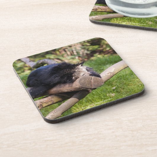 Schlafen Binturong Getränkeuntersetzer (Linke Seite)