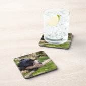 Schlafen Binturong Getränkeuntersetzer (Rechte Seite)