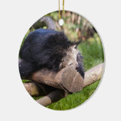 Schlafen Binturong Keramikornament (Links)
