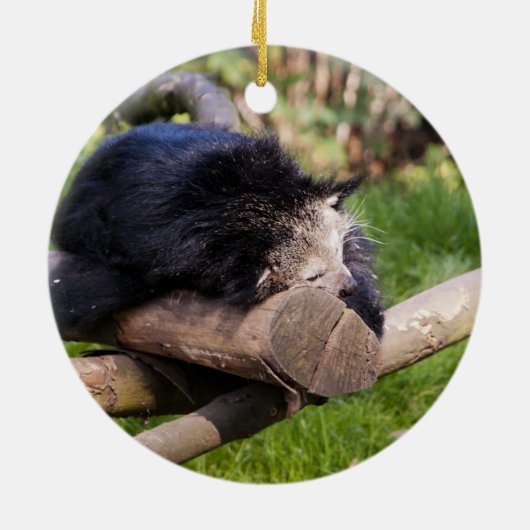 Schlafen Binturong Keramikornament (Hinten)